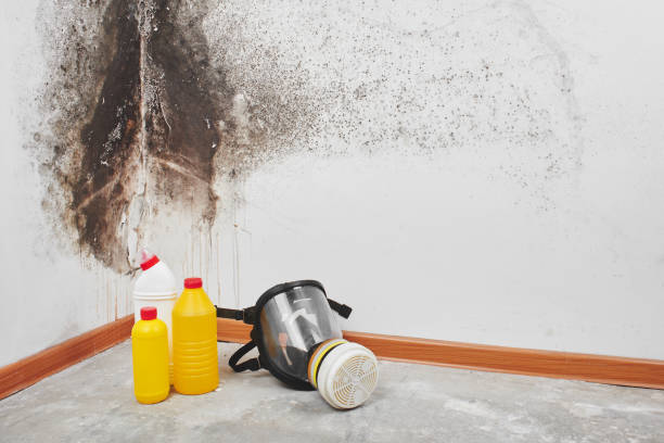 Best Mold Remediation for Specific Building Types in Rhome, TX