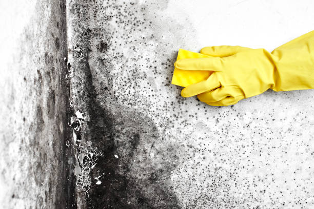 Best Mold Testing and Inspection Services in Rhome, TX
