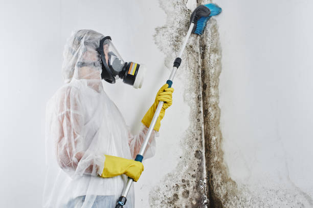 Best Commercial Mold Remediation in Rhome, TX