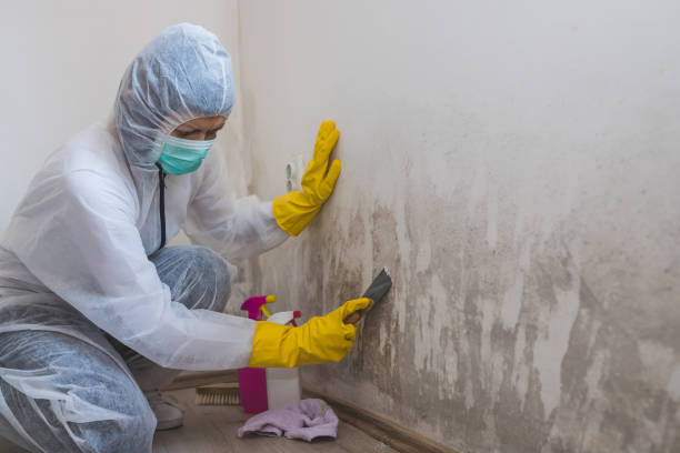 Trusted Rhome, TX Mold Remediation Experts