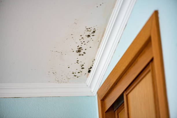 Best Health and Safety Mold Remediation in Rhome, TX