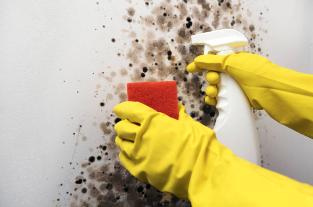 Best Basement Mold Remediation in Rhome, TX