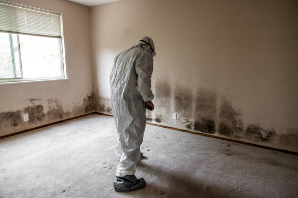 Best Post-Flood Mold Remediation in Rhome, TX