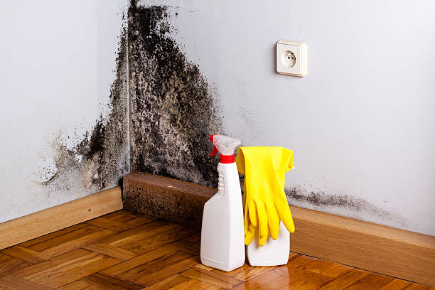 Best Preventive Mold Services in Rhome, TX