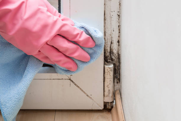 Best Mold Remediation for Schools in Rhome, TX