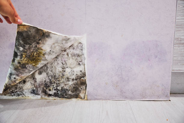  Rhome, TX Mold Removal Pros